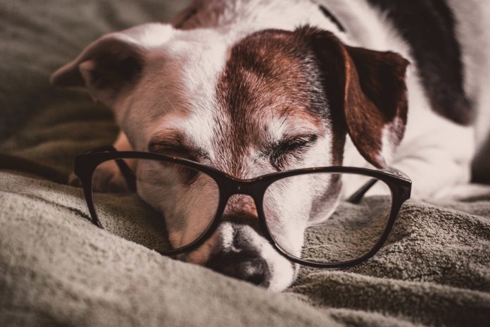 Alteração de alguns hábitos diários e aumento da regularidade das visitas ao médico-veterinário permitirão ao seu bicho viver com qualidade.