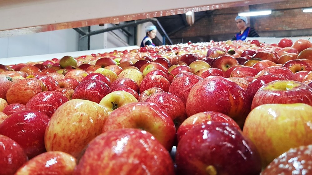 Comer frutas poderia evitar 1 em cada 7 mortes por doença cardiovascular