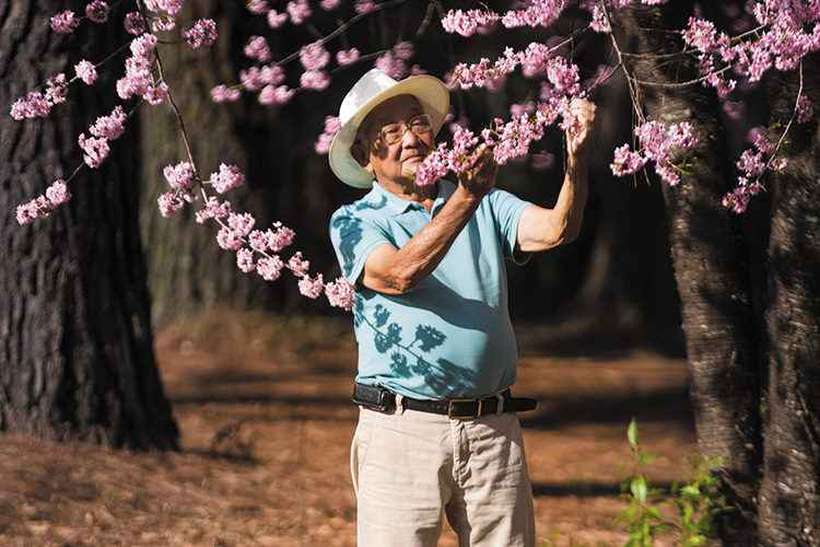 Filho de imigrantes japoneses, aos 91 anos Haruji Miura considera que sua família foi muito feliz no Brasil. Em 1913, seus pais desembarcaram do navio